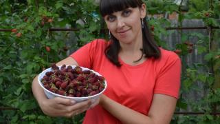 Ставрополье вошло в топ-5 ведущих регионов России по плодам и ягодам
