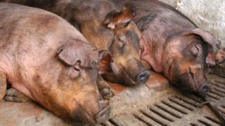 На 16 процентов сократилось поголовье свиней в Ставропольском крае