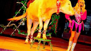 Цирк «Шансон» – «Весенняя ярмарка» в Ставрополе