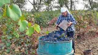 Об эффективности господдержки виноградарства говорили в Левокумском районе