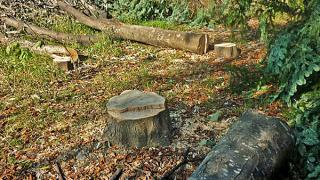 Кто и зачем вырубил деревья в центре Кисловодска?