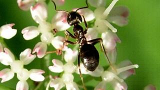 Садовые муравьи разводят тлю, которая вредит посадкам