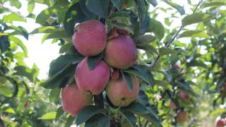 Фестиваль «Ставропольское яблоко» пройдёт 24 августа в Георгиевске