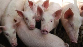 Геном вируса африканской чумы свиней обнаружен на Ставрополье