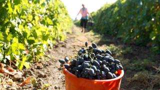Ставрополье будет сотрудничать с Международной организацией по виноградарству и виноделию