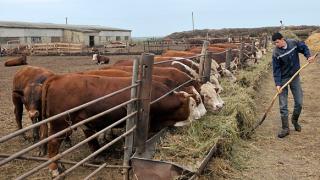 В Труновском районе построят комплекс по производству молока на 4000 коров