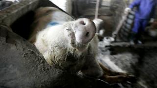 Очаг африканской чумы свиней зафиксирован на Ставрополье