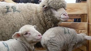 В Левокумском обсудили проблемы развития овцеводства в Ставропольском крае