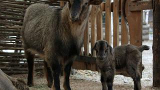В контактном зоопарке Ставрополя родилась карликовая коза