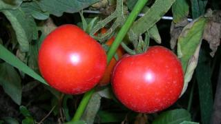 Фитофтороз томатов: как бороться с болезнью