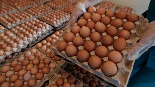 Производство яиц в Ставропольском крае планируют увеличить до миллиарда штук в год