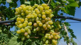 В Ставропольском крае завершился сбор винограда