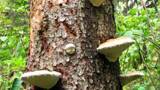 Как защитить деревья от грибов-трутовиков