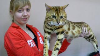 Выставка кошек порадовала жителей Буденновска
