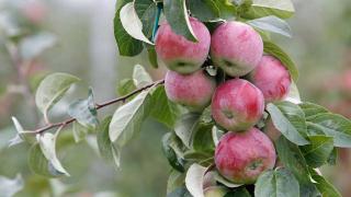 Крымчане научат ставропольцев выращивать яблоки