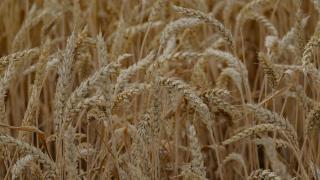 В Ставропольском крае собрали более 547 тысяч тонн зерна