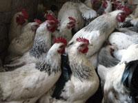 Корпус на 52 тысячи кур-несушек появился на птицефабрике в Георгиевском районе