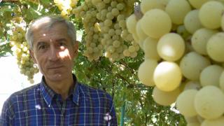 Виноградная гроздь весом 2,5 кг созрела на подворье жителя Арзгира