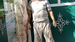 Рекордный экземпляр – двухметрового сома весом в 35 кг выловил в реке Кума рыболов-любитель