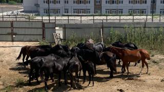 Табун лошадей разгуливал по улицам Кисловодска без хозяина
