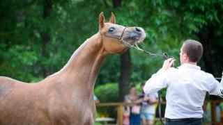 Красоту арабских скакунов оценили гости Терского конного завода