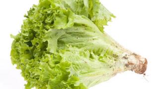 Салат – одна из самых полезных и вкусных зеленных культур