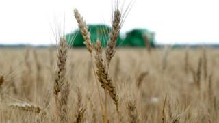 В Курском районе Ставрополья собрано около 150 тысяч тонн пшеницы