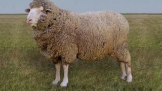 Новую породу овец – российский мясной меринос вывели на Ставрополье