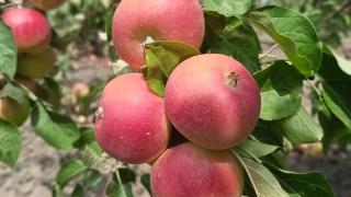 В Будённовском округе Ставрополья в разгаре уборка яблок