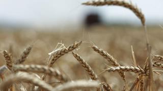 Средняя урожайность зерновых на Ставрополье 35,6 центнера с гектара