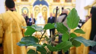 В Ставрополе появится часовня для уникального древа Закхея