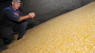 К уборке кукурузы приступили хозяйства Благодарненского района