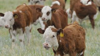 Эффективное использование земель позволит довести поголовье мясного скота на Ставрополье до 200 тысяч