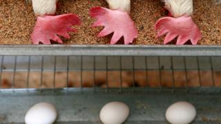 ФАС заинтересовалась резким ростом цен на куриные яйца