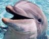 На Ставрополье водились дельфины