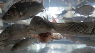 Ставрополье входит в пятёрку ведущих регионов страны по вылову прудовой рыбы