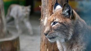 Ставропольский зоопарк объявил конкурс на имена для ланей, рысей, баранов и эму