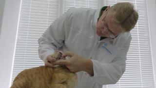 В Ставрополе открылась клиника современной диагностики животных