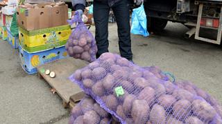 На Ставрополье производство картофеля увеличилось в 1,5 раза