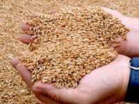 Цены на зерно и сельхозпродукцию выросли за неделю