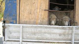 Ветеринары Ставрополья регулярно выявляют факты незаконной перевозки животных