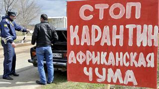 На Ставрополье проводятся меры по защите от африканской чумы свиней, выявленной в Северной Осетии