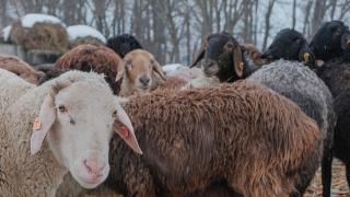 Степновский округ представит Ставрополье на Всероссийской выставке овец