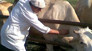На Ставрополье крупный рогатый скот ветеринары проверяют на туберкулез