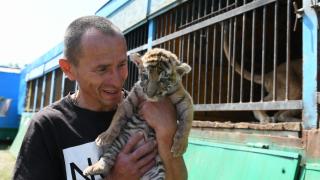 Тигрёнок родился во время гастролей зоопарка по Ставрополью