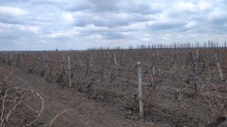 Аграрии Ставрополья готовят виноградники к зиме