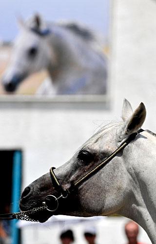 Терский конезавод стал обладателем наград на международном шоу арабских лошадей