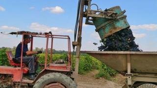Рекордный урожай винограда собран в Ставропольском крае