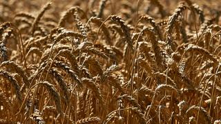Ставрополье входит в десятку основных регионов страны по производству пшеницы твердых сортов