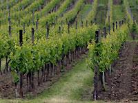 На Ставрополье завершаются полевые работы в виноградной отрасли